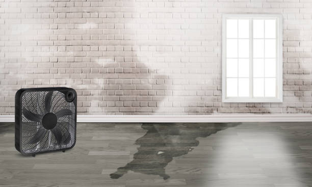 Best Flood restoration services  in Harrison, NY